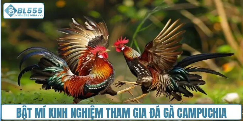 Bật mí kinh nghiệm tham gia đá gà Campuchia