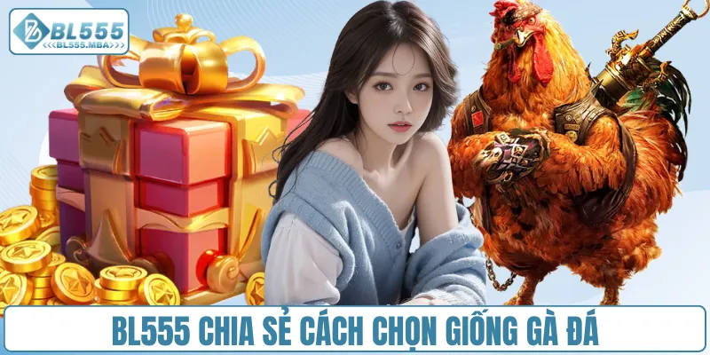 BL555 chia sẻ cách chọn giống gà đá