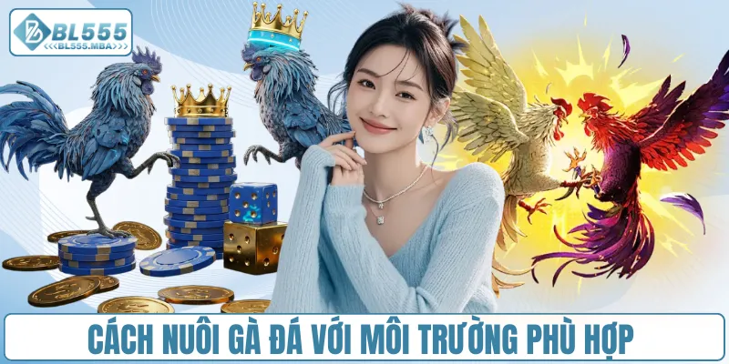 Cách nuôi gà đá với môi trường phù hợp
