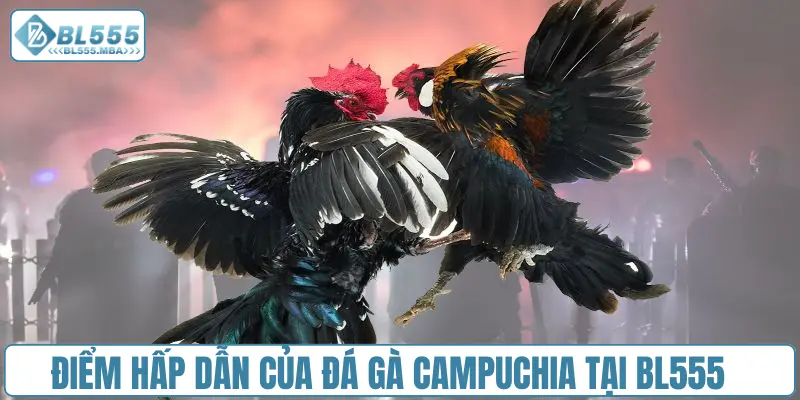 Điểm hấp dẫn của đá gà Campuchia tại BL555