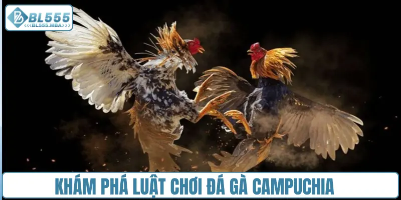Khám phá luật chơi đá gà Campuchia