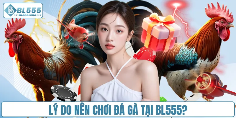 Lý do nên chơi đá gà tại BL555?