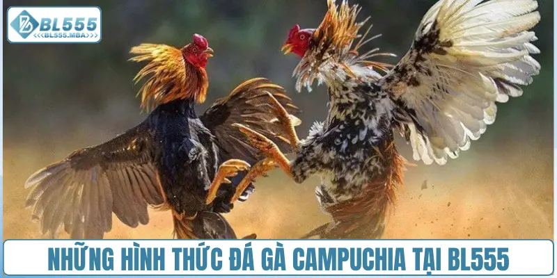 Những hình thức đá gà Campuchia tại BL555