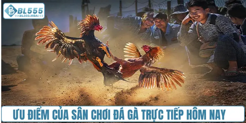 Ưu điểm của sân chơi đá gà trực tiếp hôm nay tại BL555
